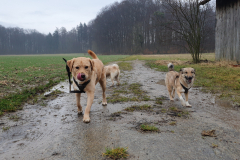 Spielgruppe Labrador Junghunde 2