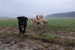 Spielgruppe Labrador Junghunde