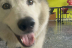 Husky-1