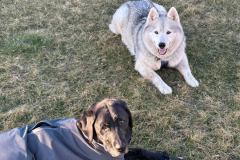 Husky-Labbrador