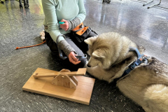 Husky-Schulhund