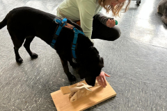 Labrador-Schulhund