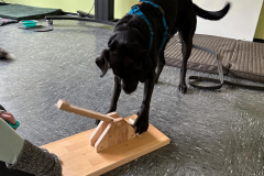 Labrador-Schulhund2