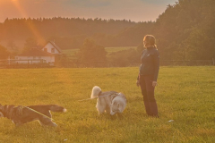Hundegruppe Gruppentraining Husky Freilauf Hundeschule Rückruf 2