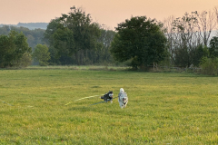 Hundegruppe Gruppentraining Husky Freilauf Hundeschule Rückruf