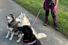 Hundegruppe Gruppentraining Husky Freilauf Hundeschule