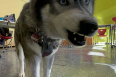 Schulhund-Husky
