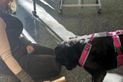 Schulhunde-Training