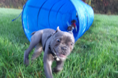 Welpengruppe1022-Bulldogge