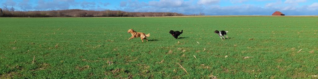 Drei Hund rennen über ein Feld