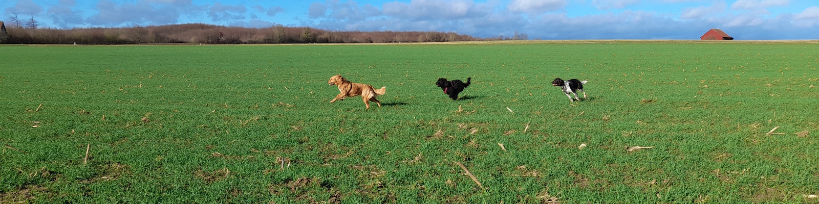 Drei Hund rennen über ein Feld
